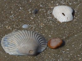 Creare con le conchiglie 1558 0 Creare con le conchiglie